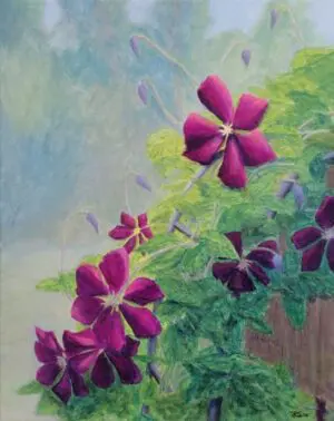 Climbing Clematis